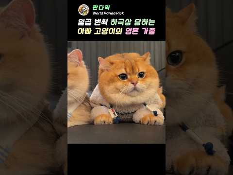 손방망이를 왜 날렸을까요? #고양이펀치 #반려묘 #고양이일상 thumbnail