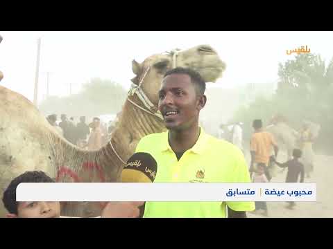 حضرموت... اختتام سباق تريم للهجن وسط مشاركة فاعلة وحضور جماهيري واسع | تقرير: حداد مسيعد