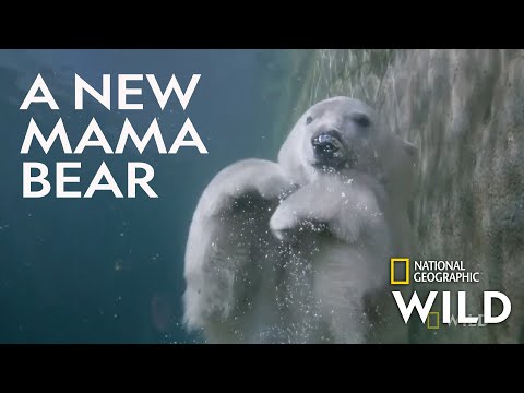 Welcoming a Polar Bear Cub | Secrets of the Zoo