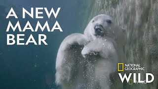 Welcoming a Polar Bear Cub | Secrets of the Zoo