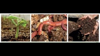 Red Wigglers, European Night Crawlers, African Night Crawlers, Alabama Jumpers! Containers&Bedding!
See My Most Popular Videos By Category On Pinterest! http://www.pinterest.com/larryhall50/boards/
Understanding All About Vermiculture, Vermicomposting , Composting Worms and Your Garden!
http://youtu.be/4dxMdHU-LUA
Red Wigglers, European Night Crawlers, African Night Crawlers, Alabama Jumpers! Best Worm?
http://youtu.be/PJzusOiDOwc
The Worm Inn! http://www.theworminn.com/
See all my Vermiculture videos here! http://www.pinterest.com/larryhall50/understanding-all-about-vermiculture-vermicomposti/ Red Wigglers, European Night Crawlers, African Night Crawlers, Alabama Jumpers! Containers&Bedding!
