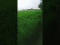 Kya mausam aaya hai 😍😇 #shorts #trending #explore #status #cute #ytshort #new #song #mausam