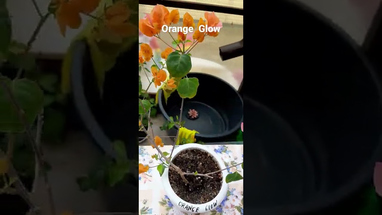 сорт   Orange  Glow