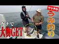 【VLOG】ひたすら釣るヤッチくんと仲間たち【ガチの海釣り】