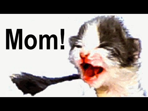 I tried to give the kitten back to the mother. See what happened. Pet my Screen PmS SE02E11