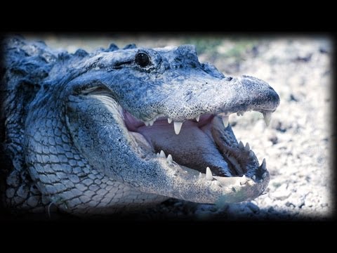 Alligator Attacks 02 - Dangerous Animals - Time Lapse