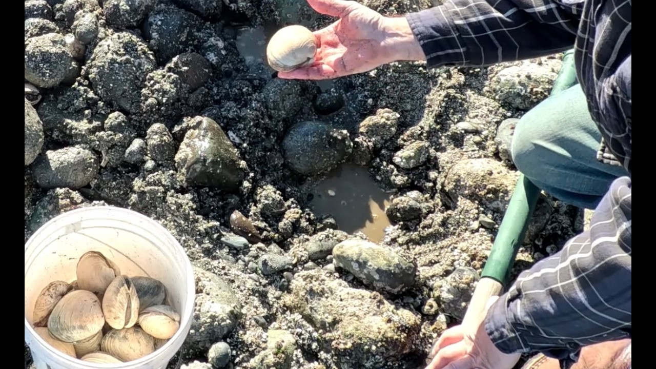 Butter clamming, and how I clean my clams in winter