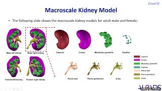 Mesh-Based Detailed Human Tissue Models and Minipig Computational Models｜신방호 박사 초청 강연