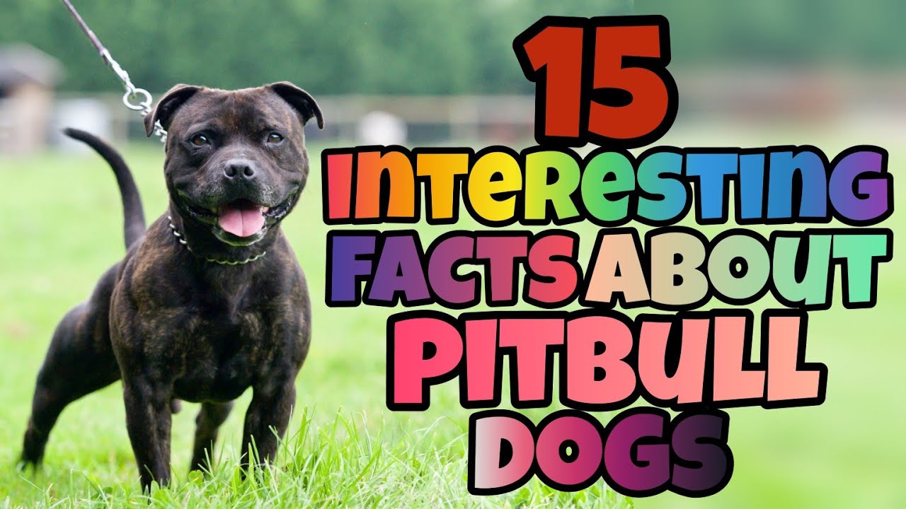 Unveiling the Truth: 15 Fascinating Facts About Pitbull Dogs - YouTube