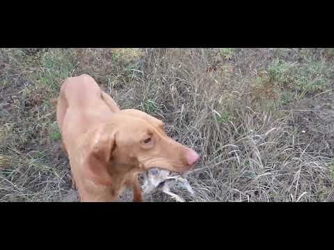 ჯესი უნგრული ვიჟლა, JESI hungarian vizsla, джеси унгарски вижла