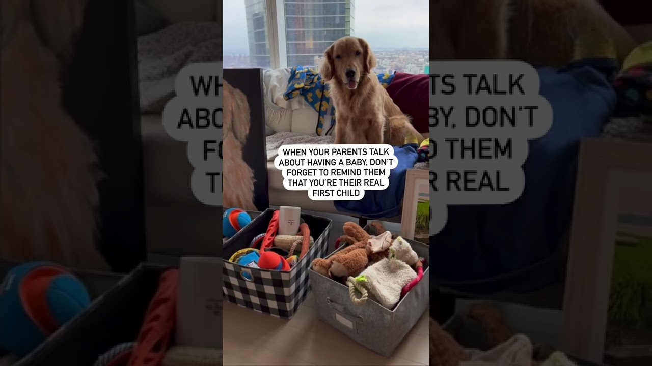 My Toxic Dog doesn't want a Baby!