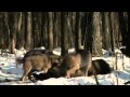Animal tube | Radioactive Animals In Chernobyl  Mutations Full Documentary | Video tube