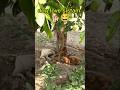 🐶 "Dog ka sachha pyaar ❤️ | Aisa love kahin nahi milega!"#shortsfeed #funny