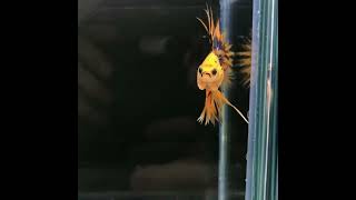Outcrowntailpink Bluecute Crowntail-