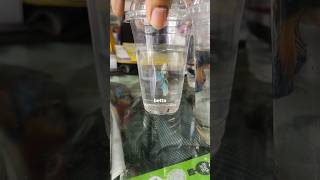 Unbelievable❌I Went to Buy Shrimp🐟But Found a Pregnant One✅||#minivlog #fishtank