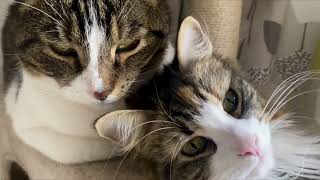 Two Loving Cats.  Cuteness