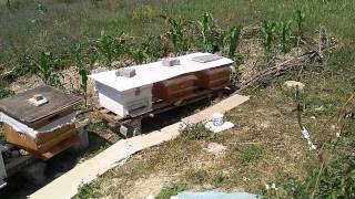 Aricilik.balabanbal.