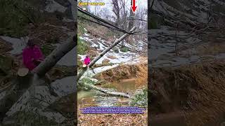 Chainsaw vs. 50,000 Volts: The Physics of Emergency Tree Evacuation #engineering #chainsawman #viral