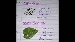 make a project of herbarium file at least 10 different types of leaf πΏπ #project | Social science π§ͺπ