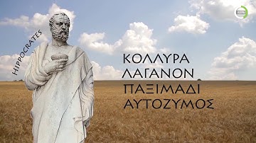 The History of Wheat and Bread | Loulis Museum