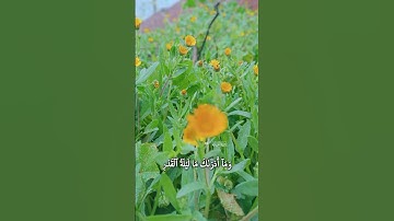 القرآن الكريم راحة نفسية #القرآن_الكريم  ليلة القدر سورة القدر رمضان كريم #لايك #❤️