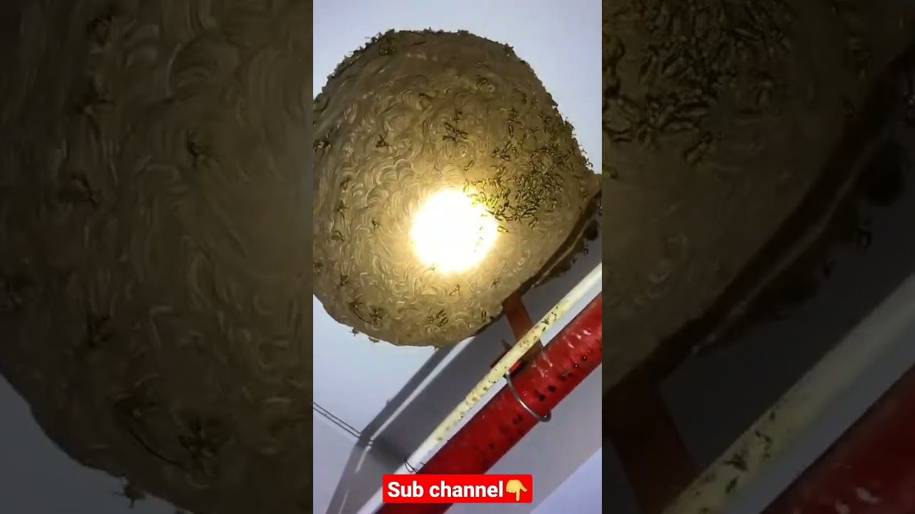 Tổ ong cá vàng làm trong nhà khủng 2022 - ong rừng... - youtube