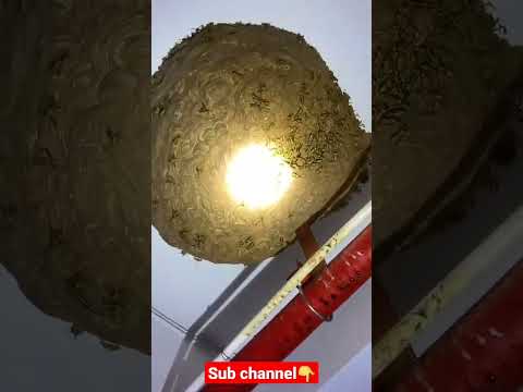 Video Tổ ong cá vàng làm trong nhà khủng 2022 - ong rừng... - youtube