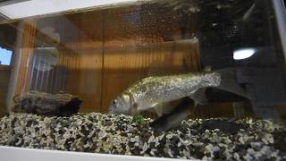飼育動画 ウナギとフナの同時餌やり Youtube