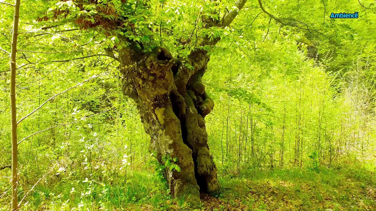 In Harmony with Pure Nature: Contemplation for Consciousness and the Soul FHD 24/7