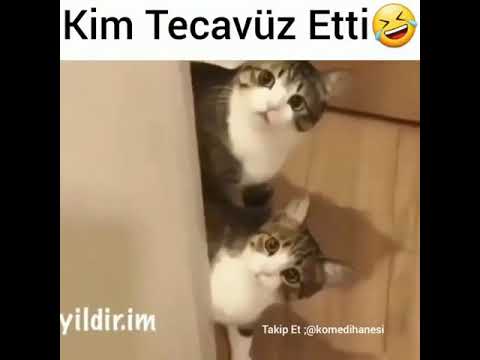 Alt komşunun kedisine kim tecavuz eti?