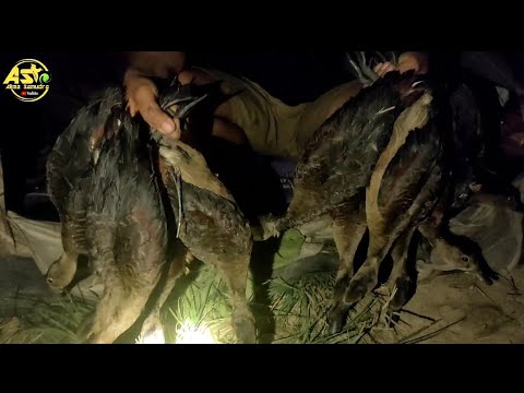 WOOii‼️BELIBIS BERDATANGAN SAAT PAGI✅SERANGAN FAJAR PART 2