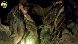 GAK NYANGKA‼️JARING BELIBIS DISAWAH💯 DAPAT BANYAK SAAT PANEN PADI USAI✅