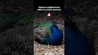 There’s an entire neighborhood in Oakland that watches over a peacock.