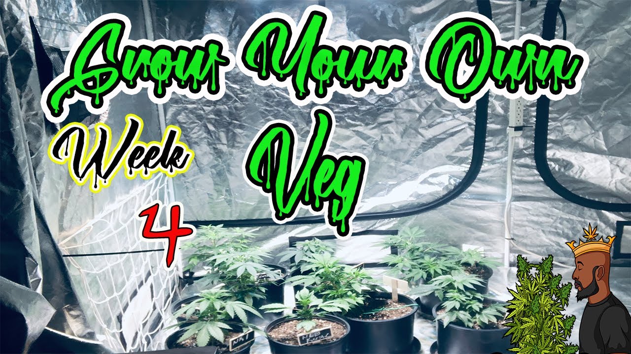 Grow your own ( Cannabis indoor grow ) 