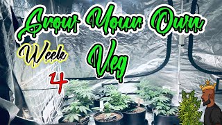 Grow your own ( Cannabis indoor grow ) #newgrower #indoorgrow