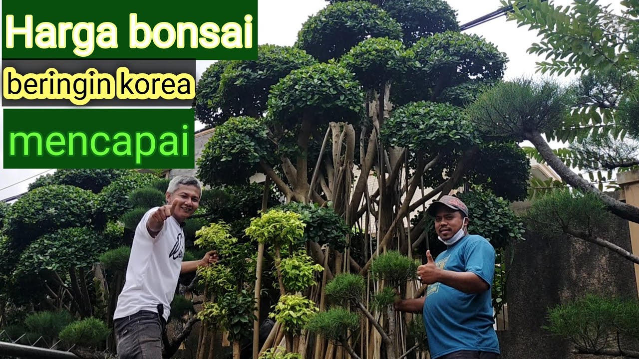Harga bonsai beringin Korea / dolar dan Cemara udang di petani 14 YouTube