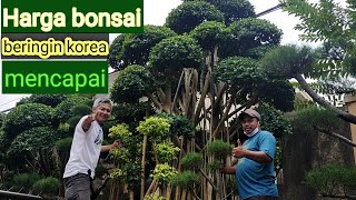 Harga bonsai beringin Korea / dolar dan Cemara udang di petani 14