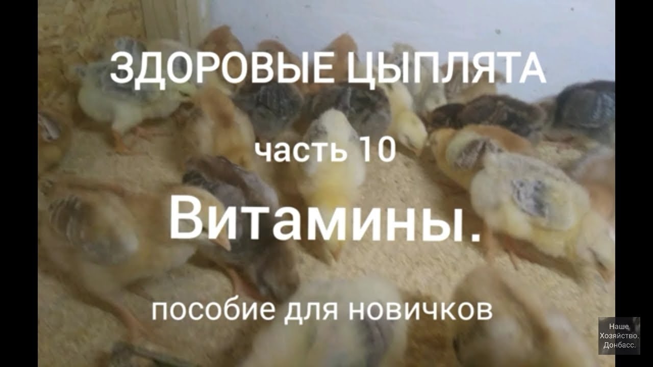 Здоровые цыплята, часть 10. Витамины. Пособие для новичков. - YouTube