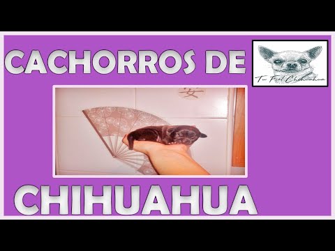 Chihuahua mini toy, la raza inventada en portales de anuncios de segunda mano 12