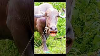 funny#video#funny#cow#funny#animal#video😃🐄