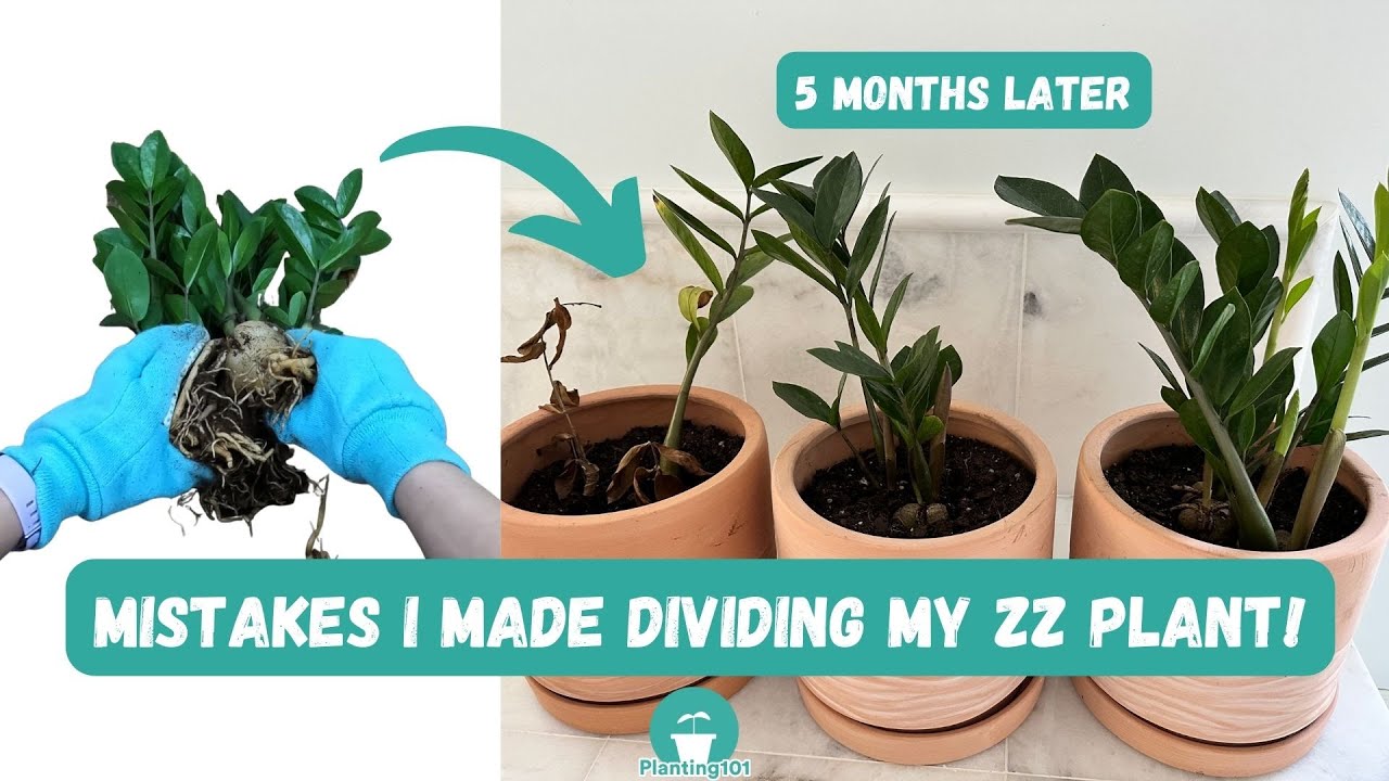 Mistakes I Made Dividing ZZ Plant ZZ Plant Propagation ZZ Plant