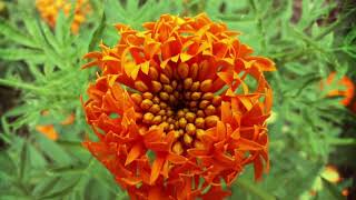 How do you use marigold leaves?