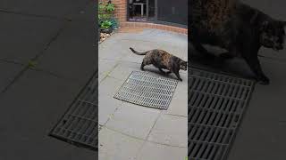 Super Hungry Cats Morning Routine