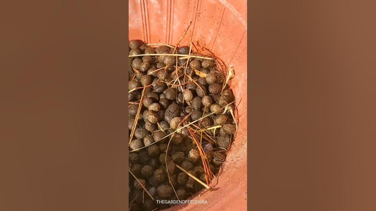 Easy Rabbit Manure & Rabbit Urine Collecting. Harvesting bunny poop for