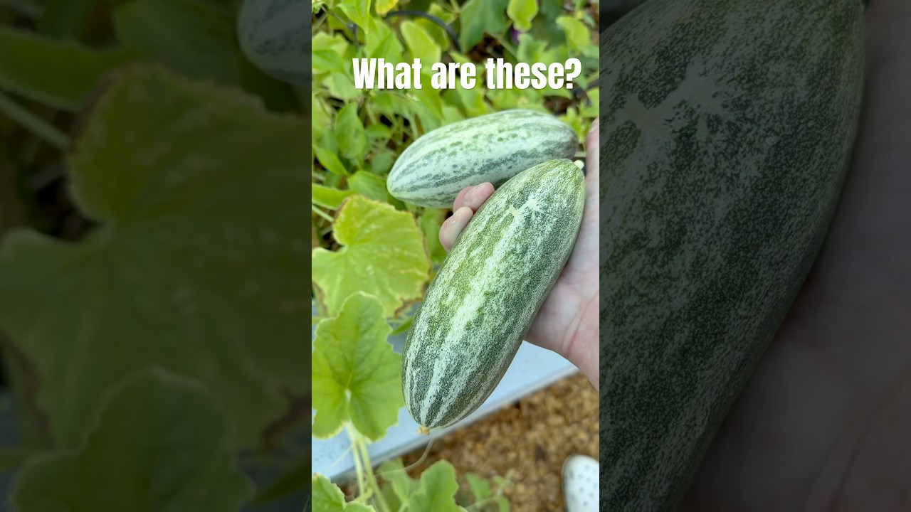 My garden totally tricked me. 