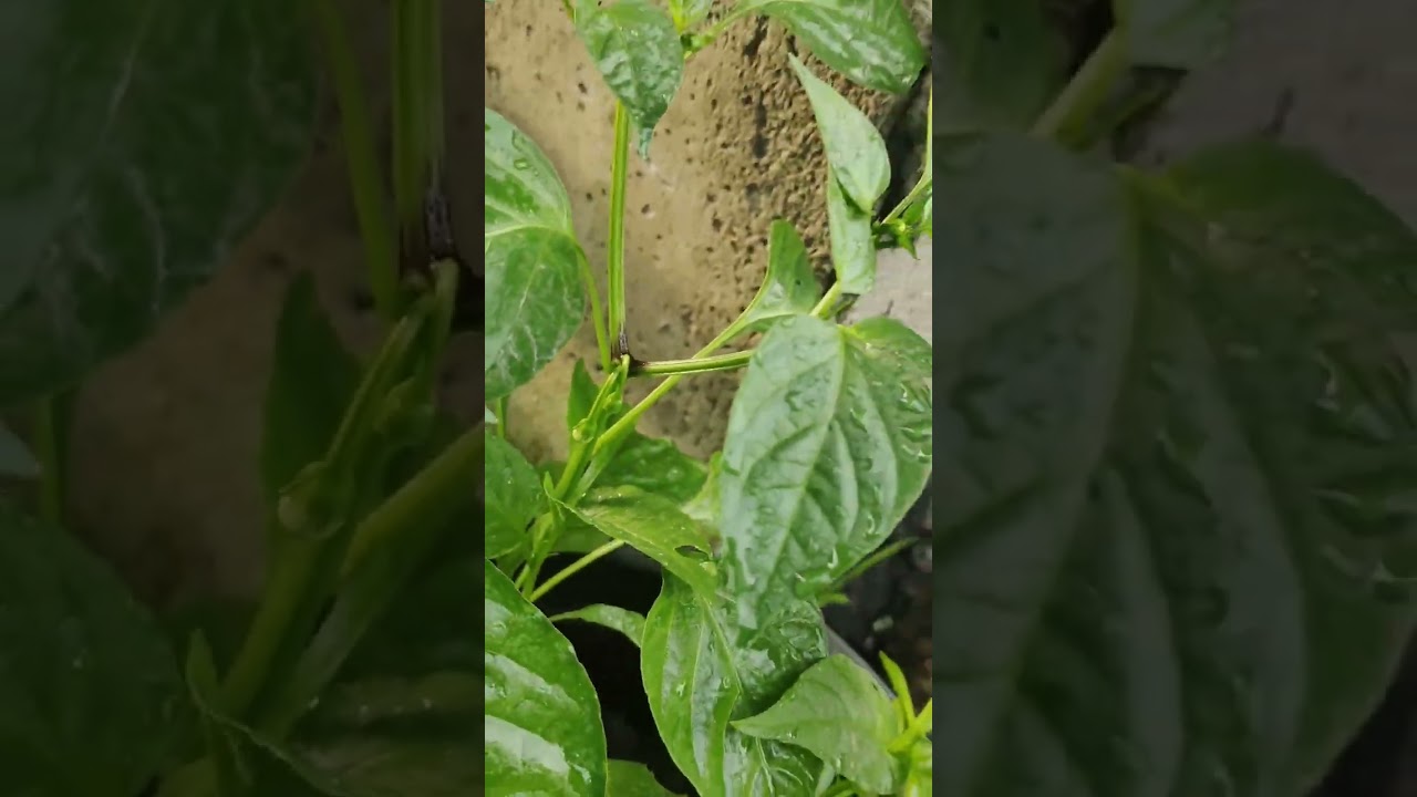 BACKYARD PLANTING CHILI LEMON TREE 