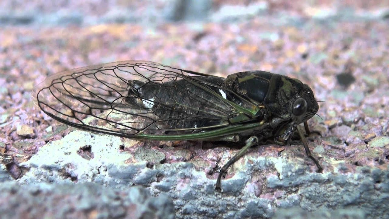 Dog-day Cicada (Cicadidae: Tibicen canicularis) Lateral Close-up
