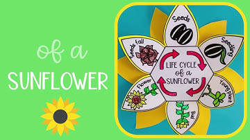 Life cycle of a sunflower plant activity for kids - free digital download