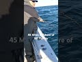 Big Triggerfish Caught 45 Miles Offshore of Northeast Florida! #shorts