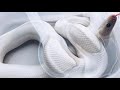 人にベタ慣れの白ヘビ達が可愛すぎる-White Snakes are very beautiful!!!-